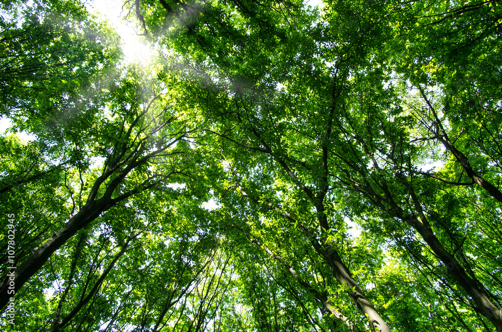 Fototapeta premium beautiful green forest