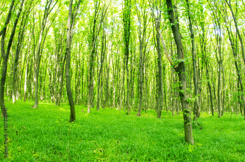 beautiful green forest