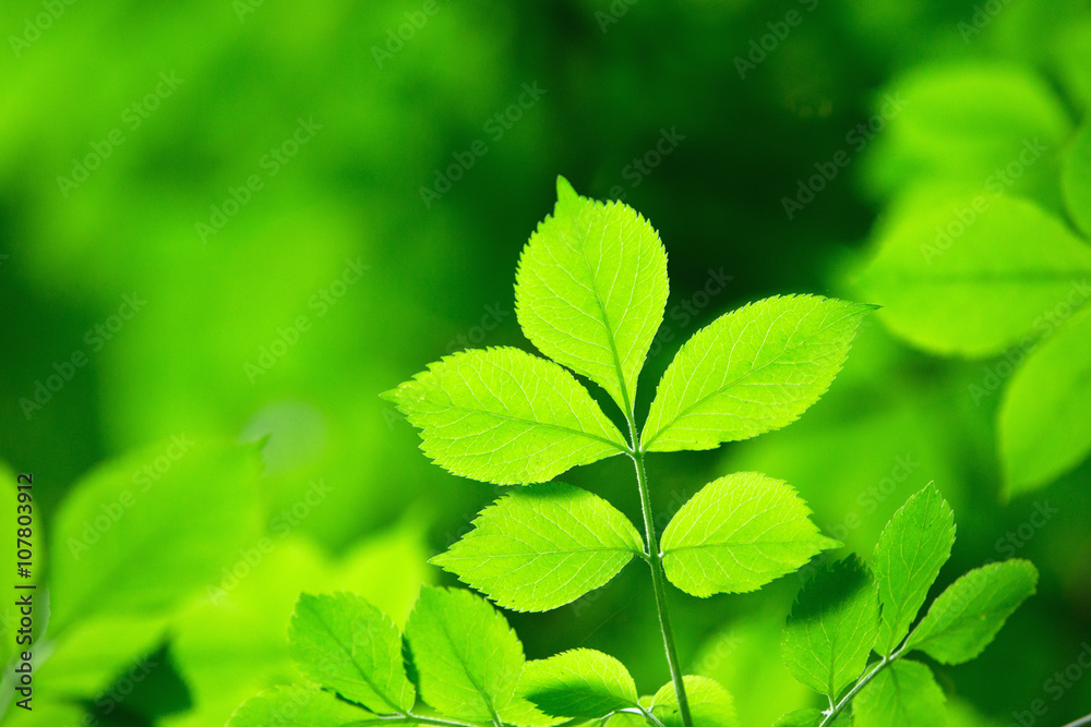 green leaves green leaves
