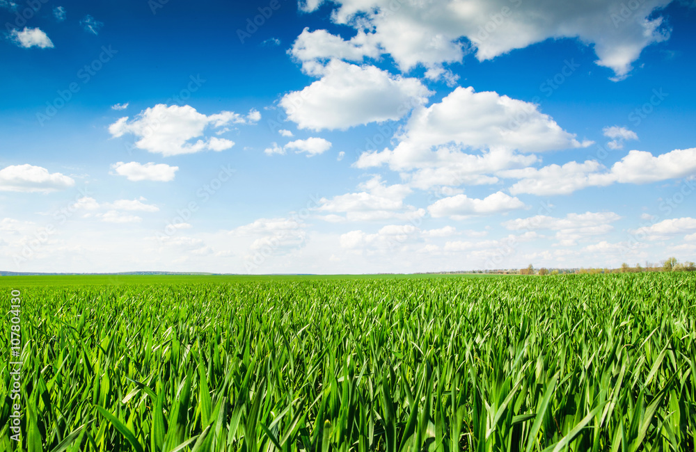 field field
