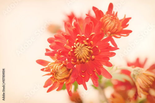 red chrysanthemum flower  the effect has been applied