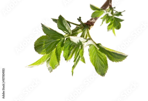branch with young green leaves isolated