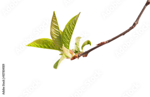 branch with young green leaves isolated