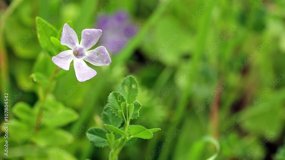 Vinca difformis Ruby Baker wild flower on a rainy day and a green background Vinca difformis Ruby Baker wild flower on a rainy day and a green background