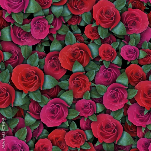 Colorful background with rose flower.