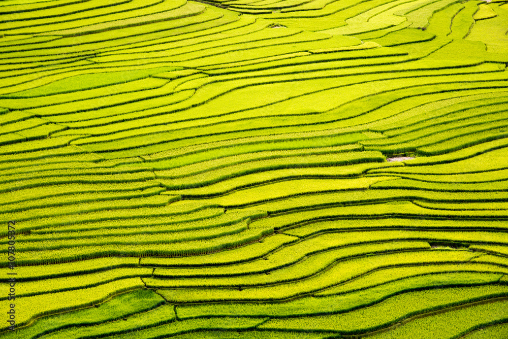 Fototapeta premium beautiful landscape view of rice terraces