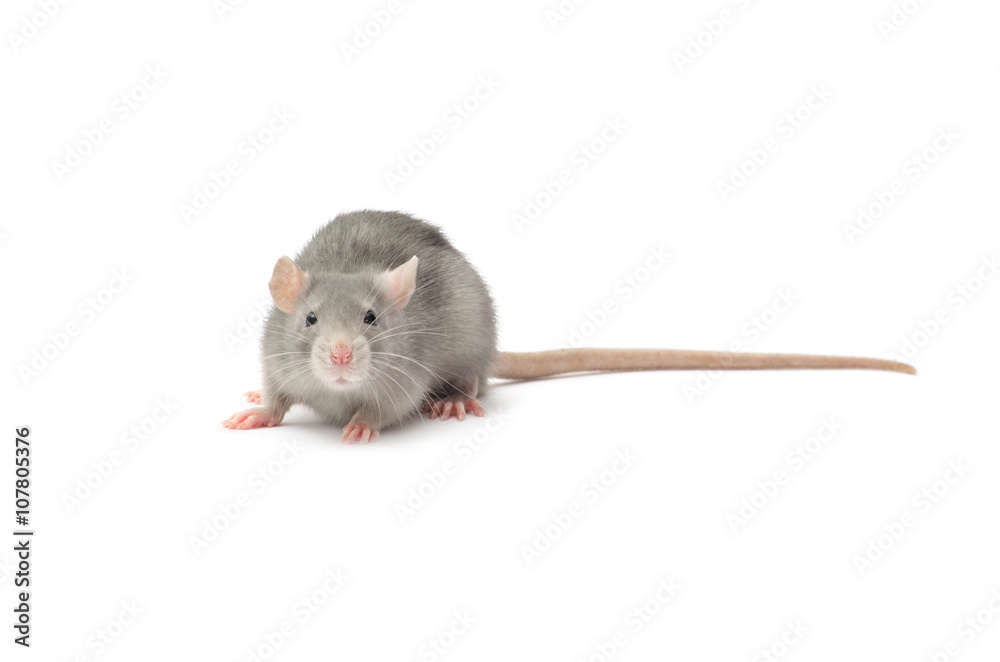 rat isolated on white rat isolated on white