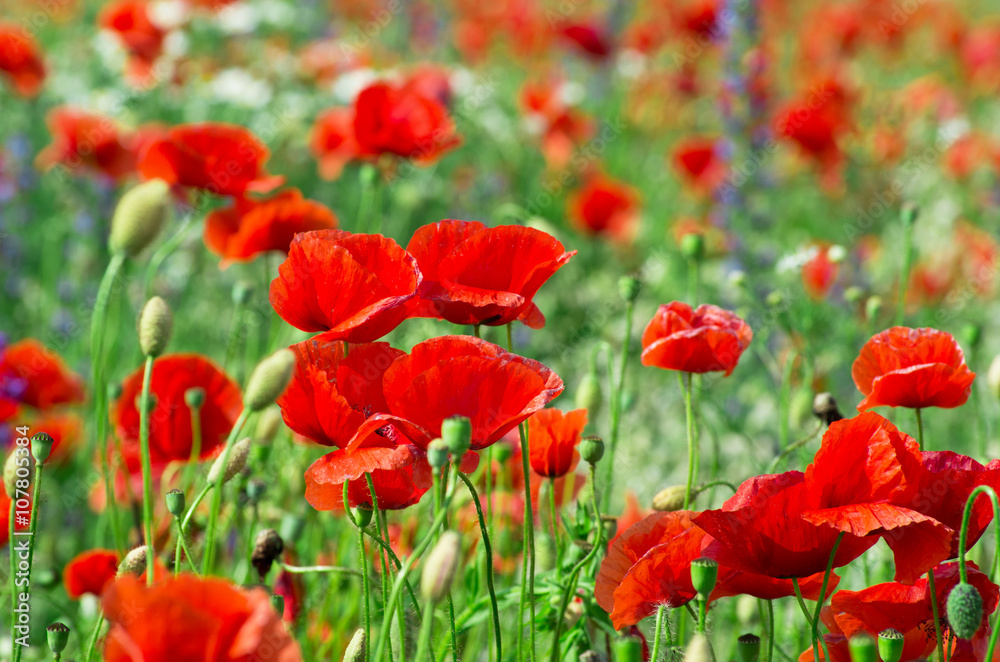 Field of bright red corn poppy flowers in summer Field of bright red corn poppy flowers in summer