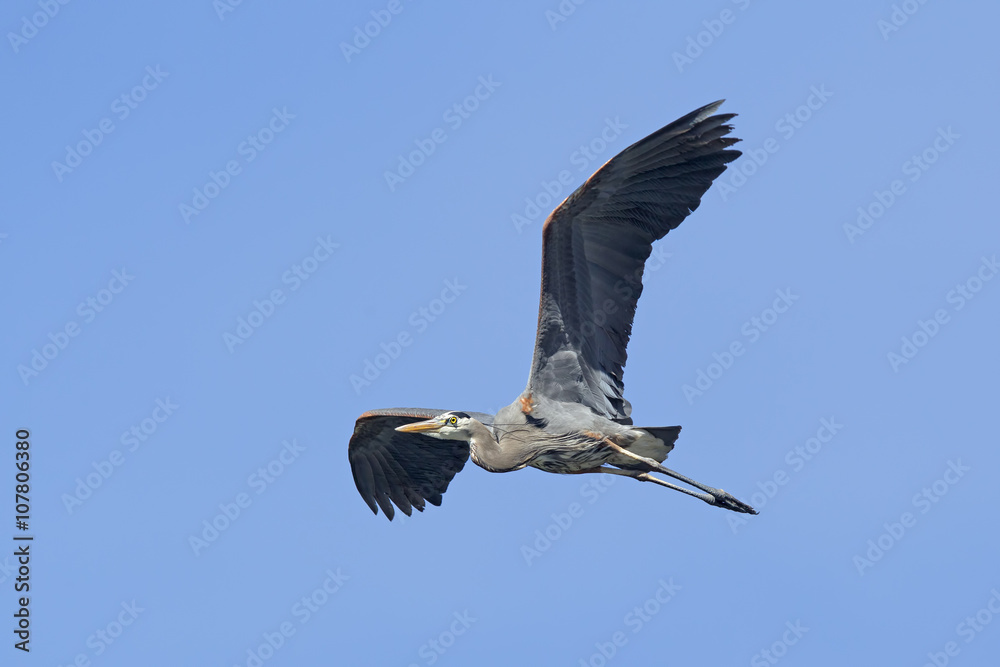 Obraz premium Heron in flight up high.