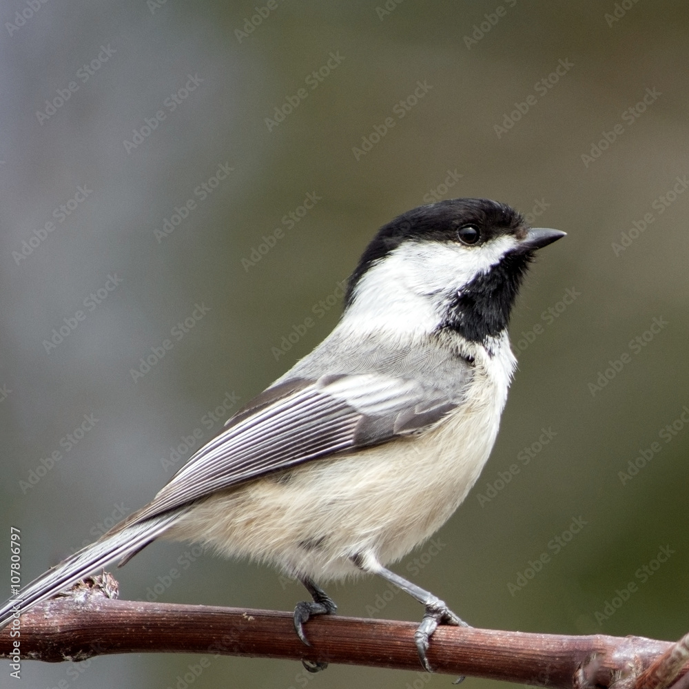 Chickadee