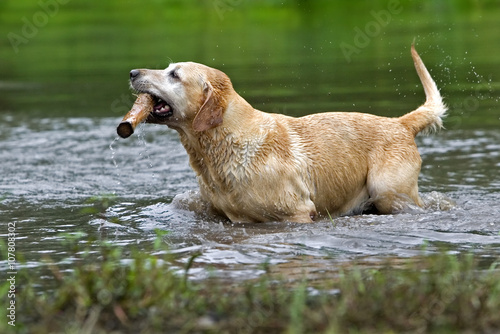 Billede på lærred Yellow Labrador Retriever swimming after fetching a stick.