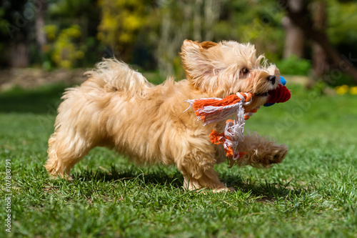 Fototapeta Naklejka Na Ścianę i Meble -  Happy havanese puppy running with her toy in a spring garden
