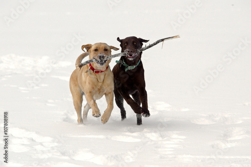 Photography Yellow and Chocolate Labrador Retrievers running in snow with stick after fetching
