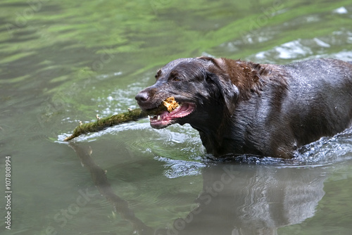 Chocolate Labrador Retriever swimming after fetching a stick. © geraldmarella