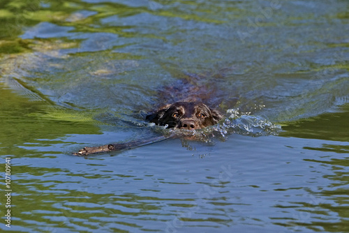 Chocolate Labrador Retriever swimming after fetching a stick.