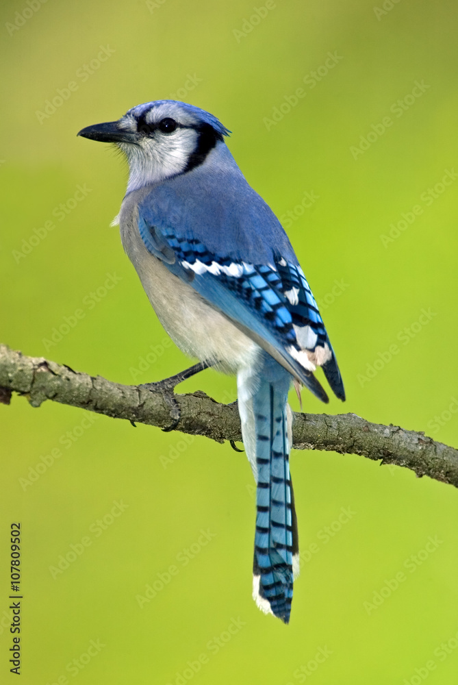 Blue Jay (Cyanocitta cristata) perched on a branch isolated on green. Blue Jay (Cyanocitta cristata) perched on a branch isolated on green.