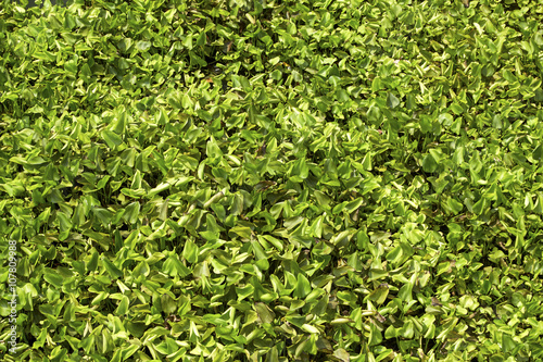 Water hyacinth green