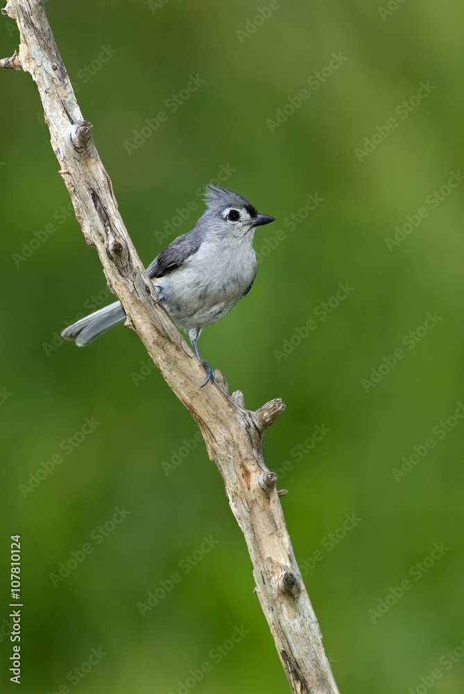Tufted Titmouse (Parus bicolor) perched on a branch against a green background.