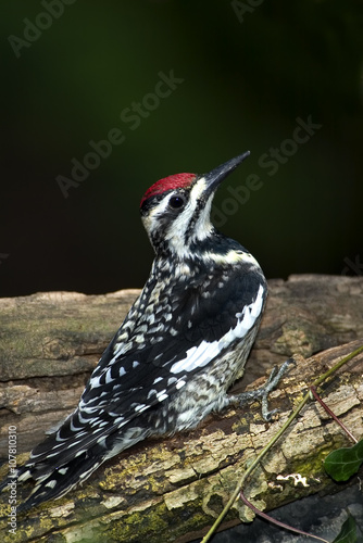 Yellow bellied Sapsucker (Sphyrapicus varius) photo