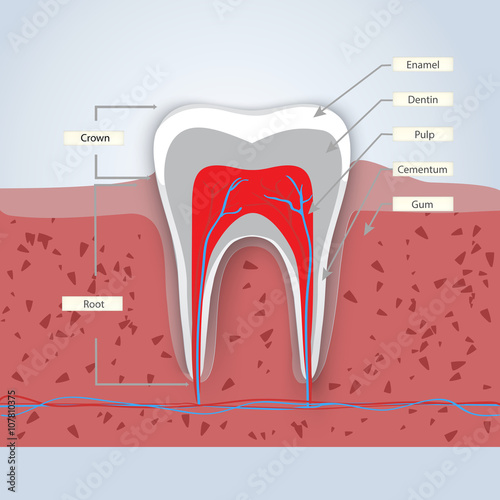 Dental anatomy with all parts of a tooth identified and labeled.
