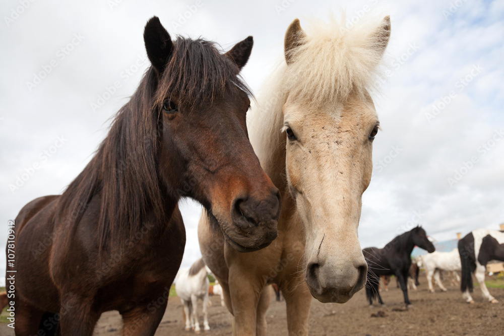 Fototapeta premium Islandpferd