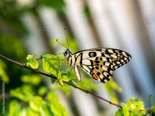 Colorful butterfly in garden