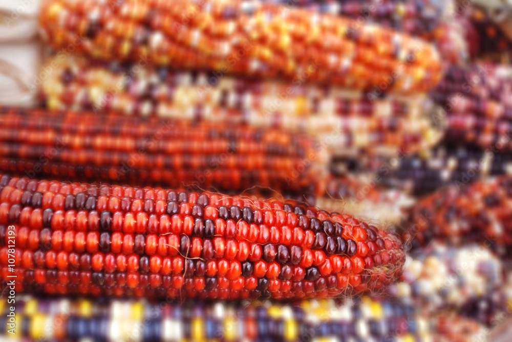Flint corn (Zea mays indurata; also known as Indian corn or sometimes