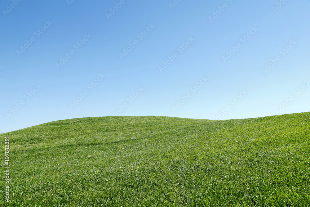 The grass under the blue sky