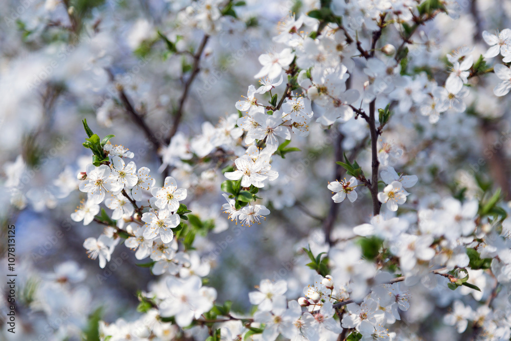 Spring flowers blooming fruit tree wallpaper Spring flowers blooming fruit tree wallpaper