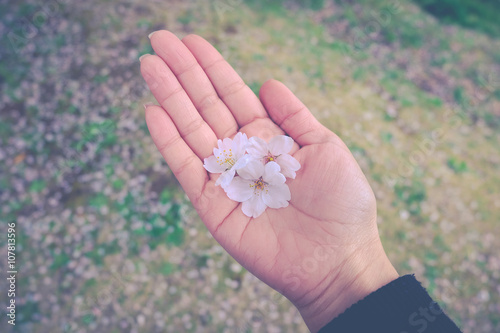 sakura cherry blossom flower in woman hand