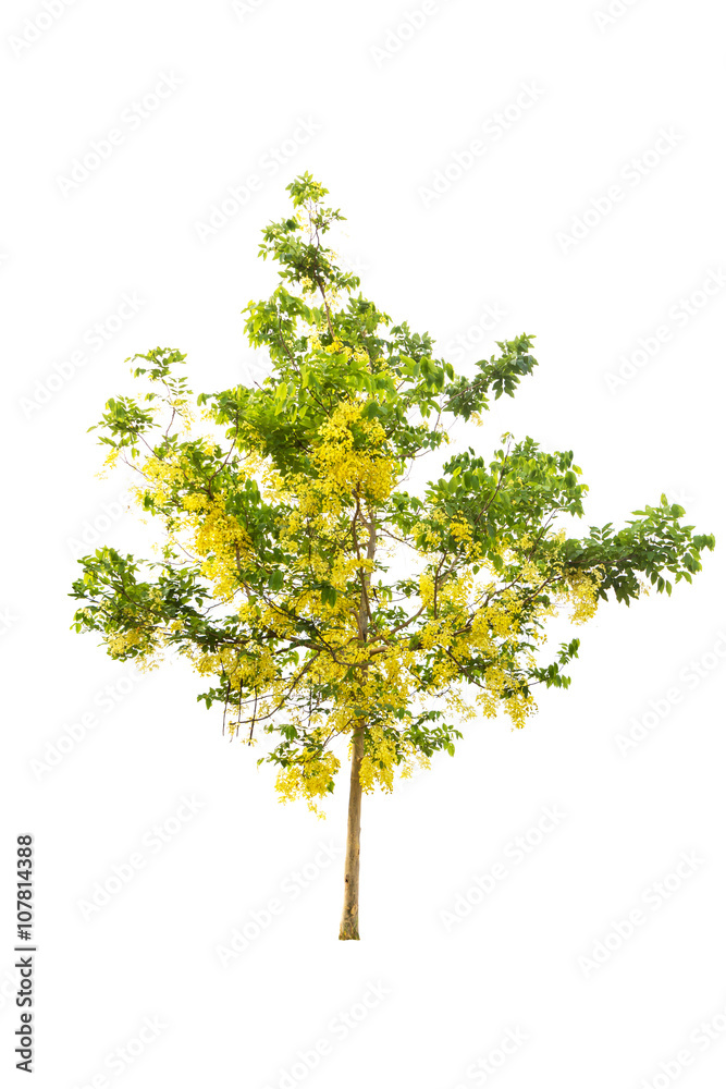 Golden shower or Cassia fistula isolated on white Golden shower or Cassia fistula isolated on white