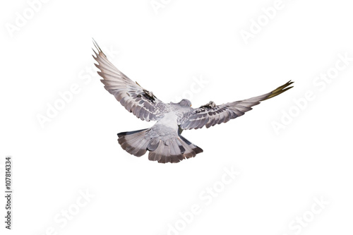 Flying pigeon isolated on white