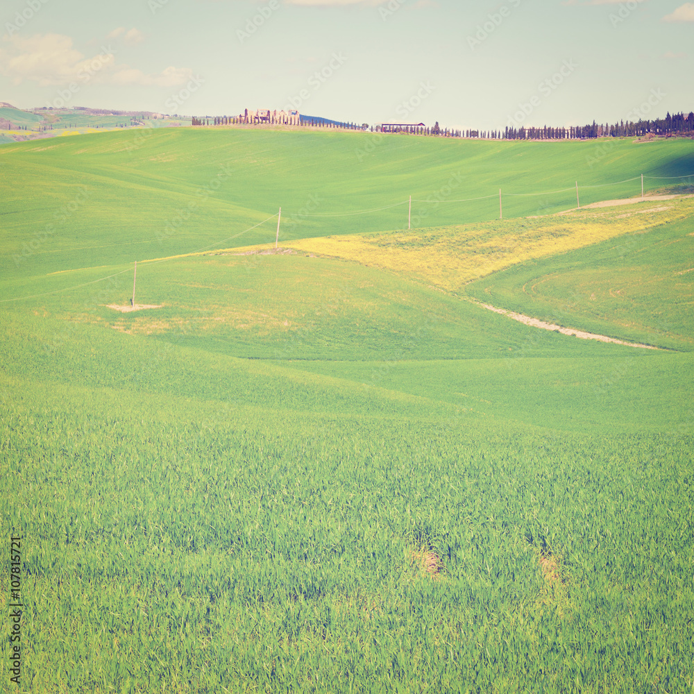 Meadows