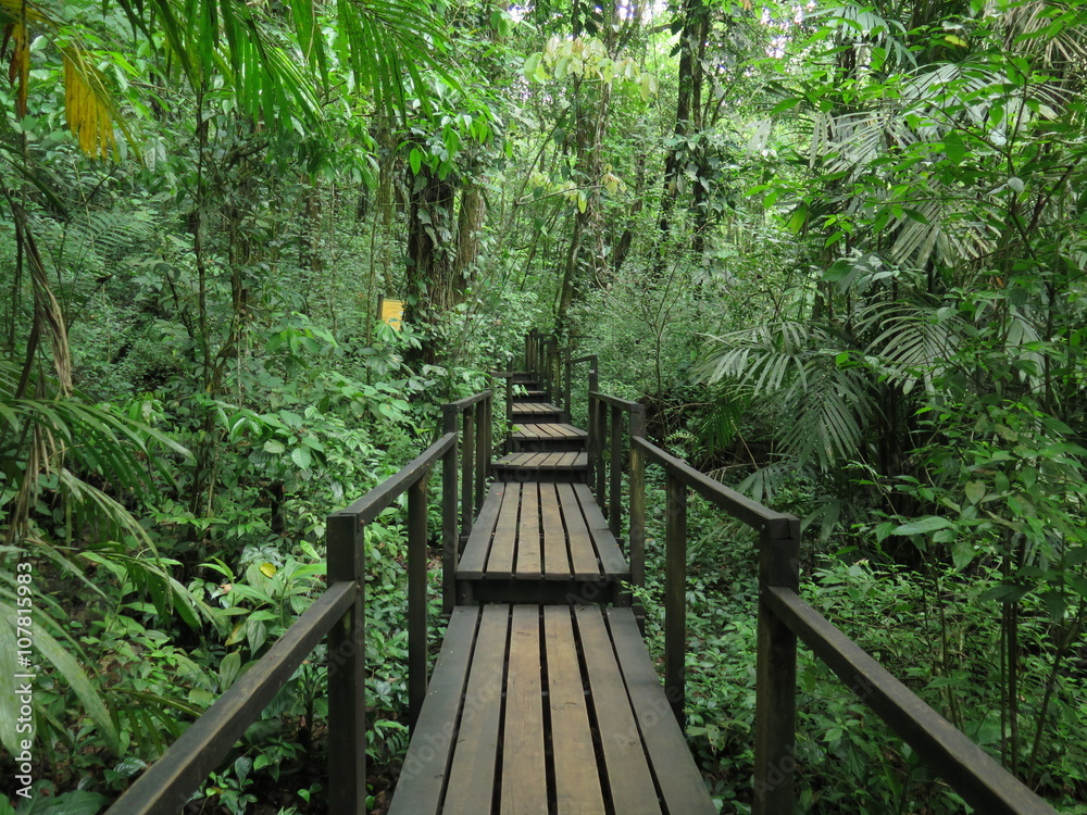 Naklejka premium Wooden bridge in the jungle