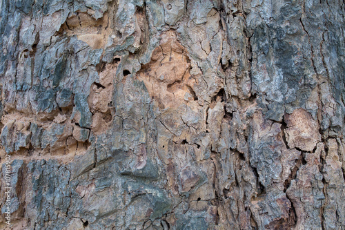 Tree bark texture