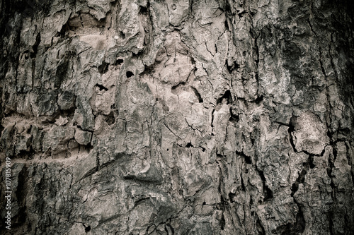 Tree bark texture black and white style.