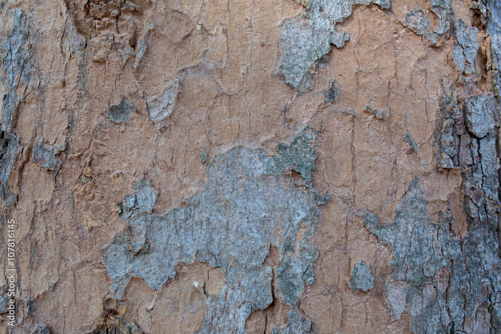 Tree bark texture