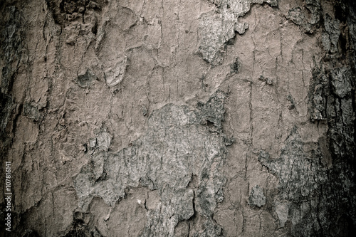 Tree bark texture black and white style.