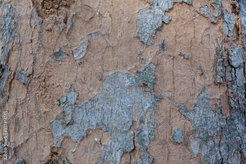 Tree bark texture