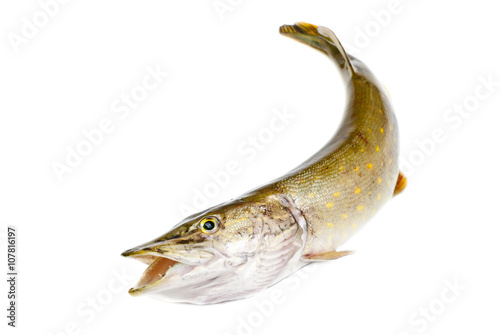 Fish pike isolated on white background