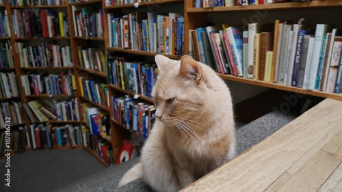 Bookstore Cat 2