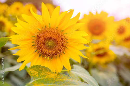 Sunflower