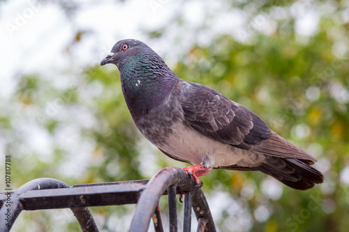 beautiful Emeral Dove