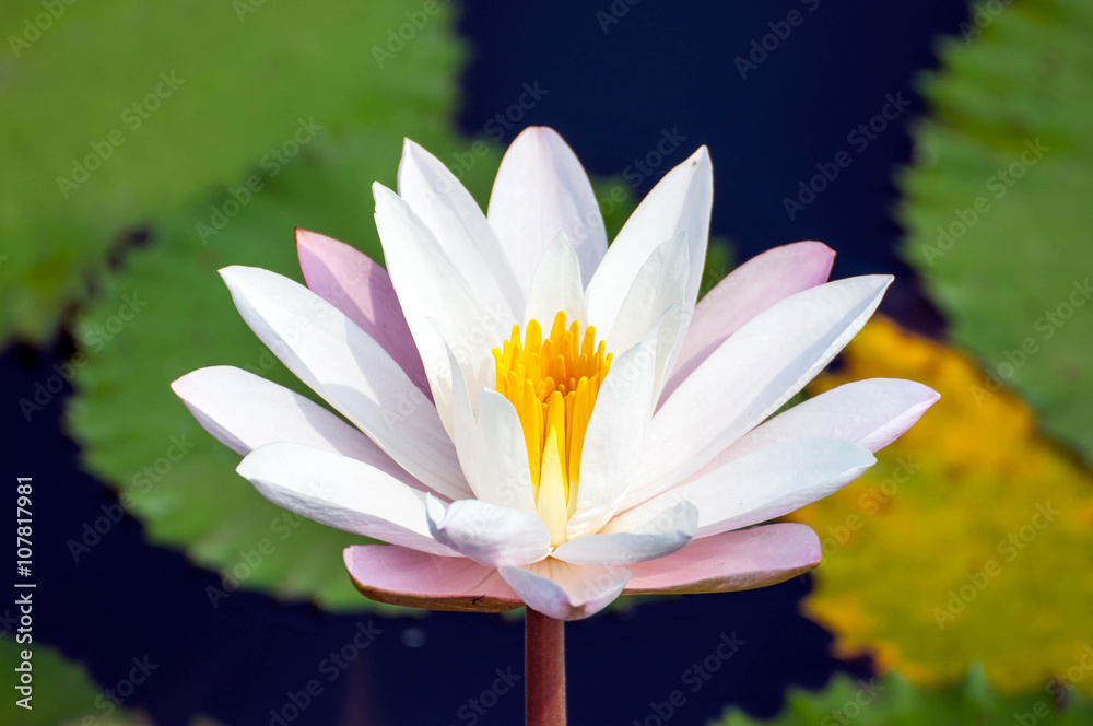 white and pink flower lotus and waterlily beautiful in nature white and pink flower lotus and waterlily beautiful in nature