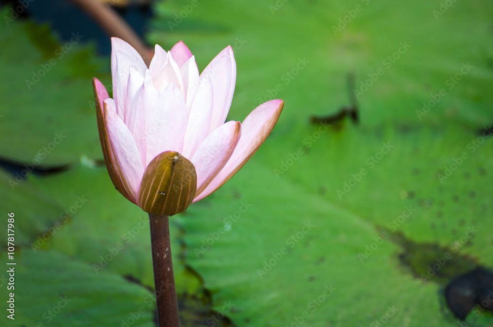white and pink flower lotus and waterlily beautiful in nature