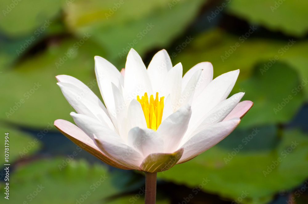 white and pink flower lotus and waterlily beautiful in nature white and pink flower lotus and waterlily beautiful in nature