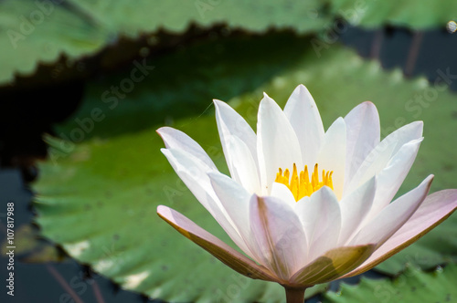 white and pink flower lotus and waterlily beautiful in nature