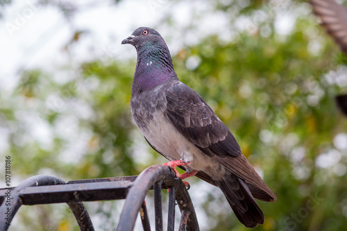 beautiful Emeral Dove