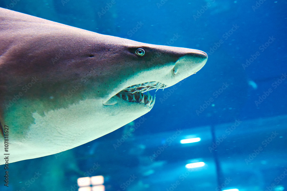 Naklejka premium Great white shark in large oceanarium