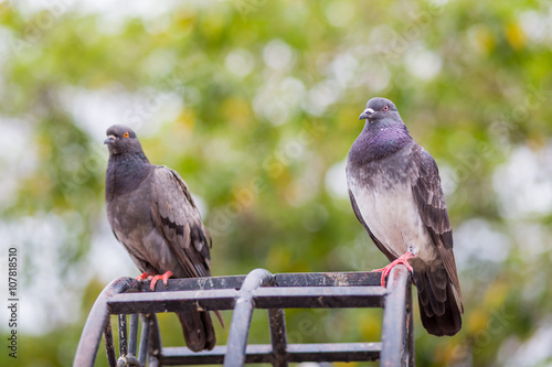beautiful Emeral Dove